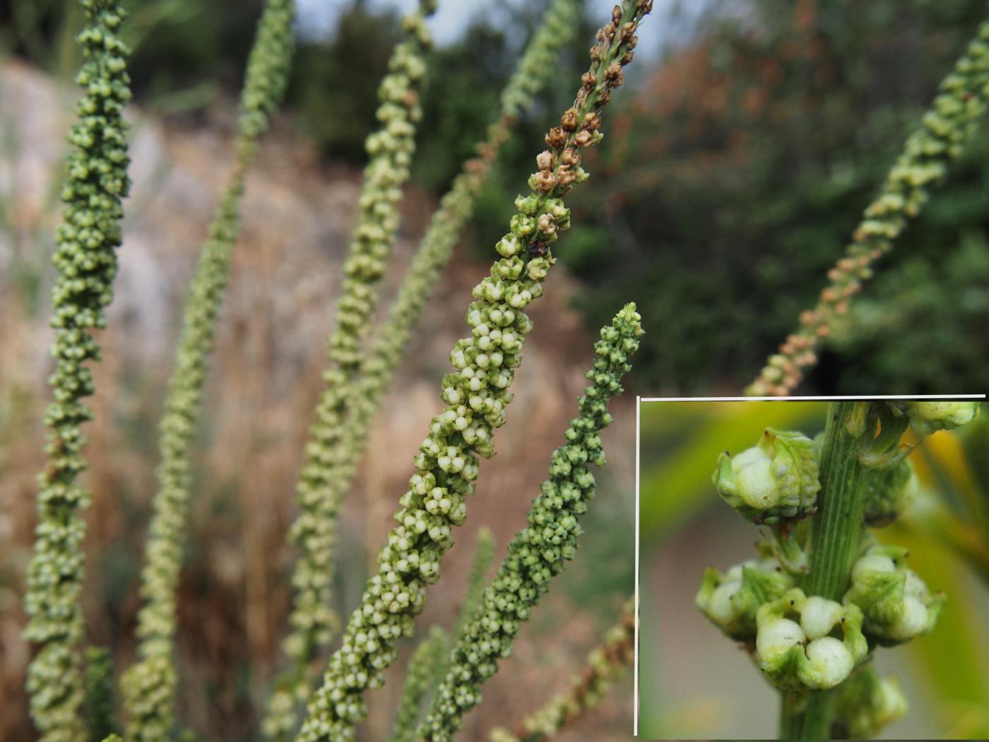 Dyer's Rocket, Weld fruit